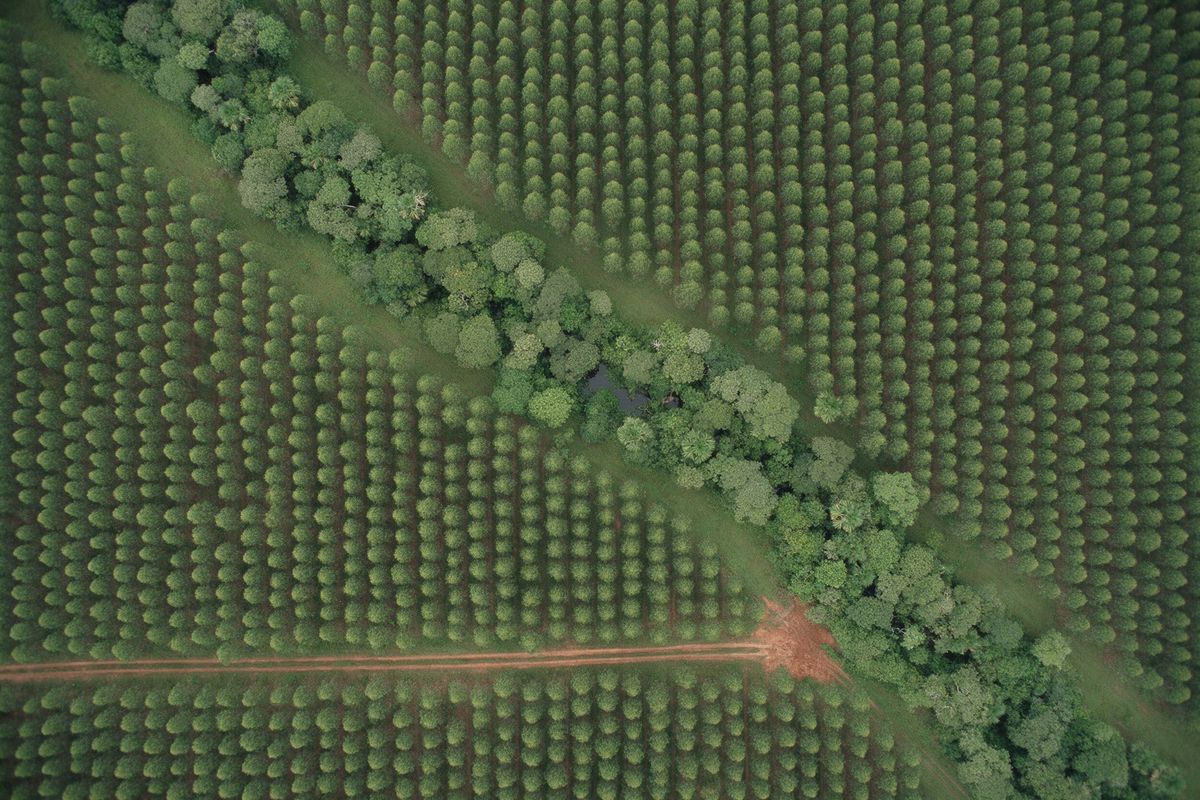 Top-down view of plantation rows with a native forest corridor along a creek