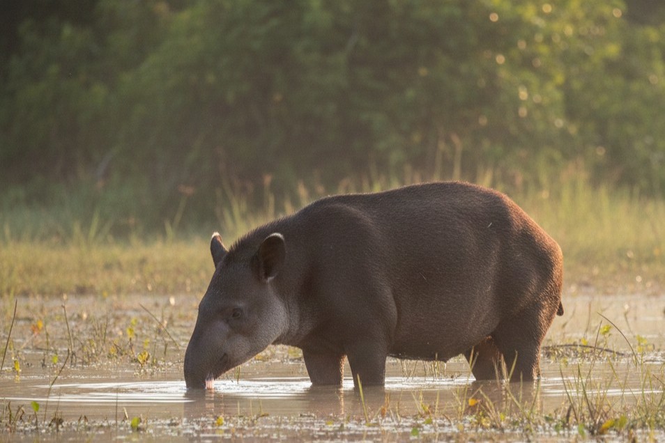 A lowland tapir wading through shallow water